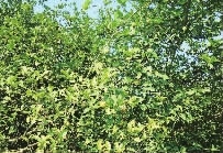 银河集团198net,油茶莳植生产加工销售,植物油莳植生产加工销售